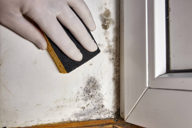 Best Black Mold Removal  in USA